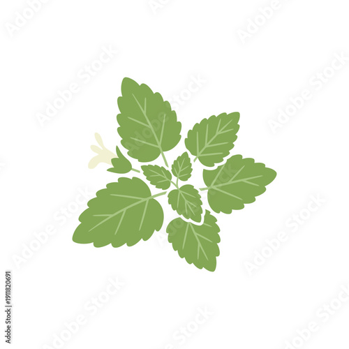 Lemon Balm Botanical Icon with Minimal Clean Flat Illustration, Herbal 2D Vector Art