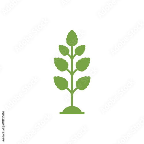 Lemon Balm Botanical Icon Showing Growth from Base Upward, Flat 2D Vector Plant Illustration