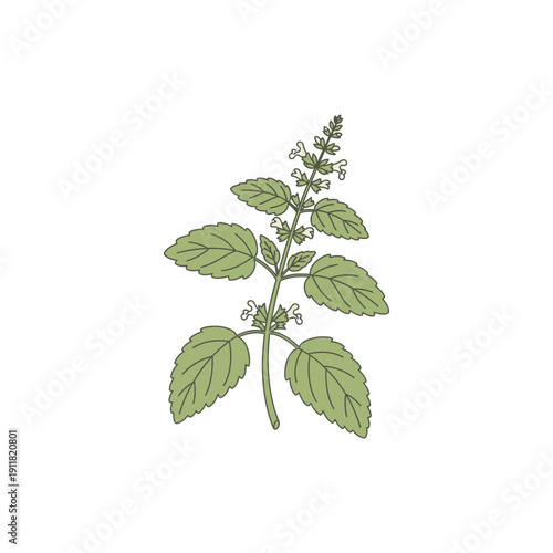 Lemon Balm Botanical Illustration with Modern Flat Herbal Icon Style Vector Art