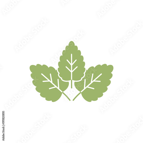 Lemon Balm Botanical Illustration with Simple Rounded Leaves Flat Herbal Vector