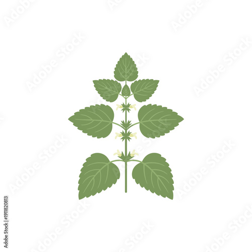 Lemon Balm Botanical Illustration with Stylized Leaf Symmetry Flat Herbal Vector Art