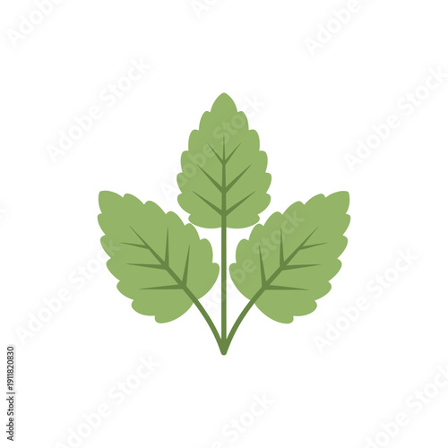 Lemon Balm Botanical Illustration with Stylized Leaves and Uniform Color Tones Vector