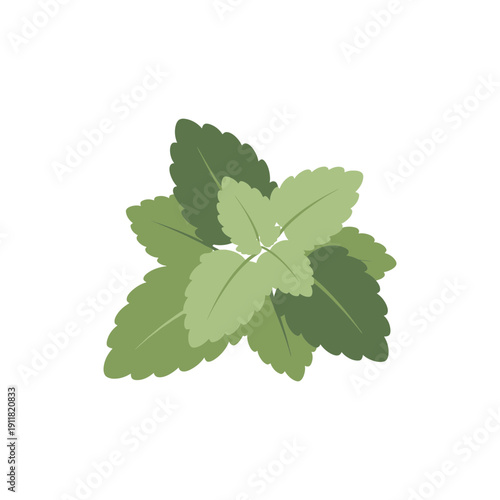 Lemon Balm Botanical Illustration with Smooth Layered Leaves Flat Herbal Vector Art