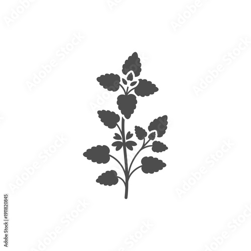 Lemon Balm Botanical Plant with Rounded Leaves and Thin Stems Herbal Illustration