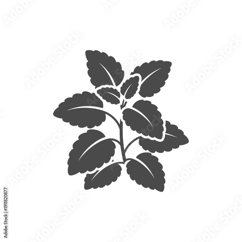 Lemon Balm Herb with Friendly Rounded Plant Silhouette Botanical Illustration