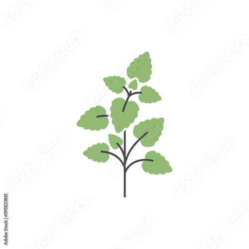 Lemon Balm Herb with Clear Structure and Solid Color Fills Botanical Illustration