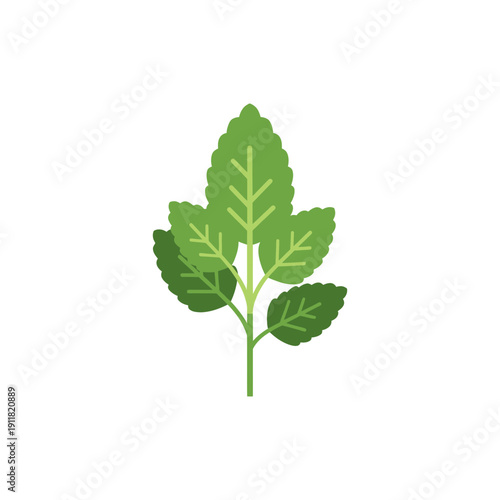 Lemon Balm Herb with Clean Vector Geometry Botanical Plant Illustration Green Foliage