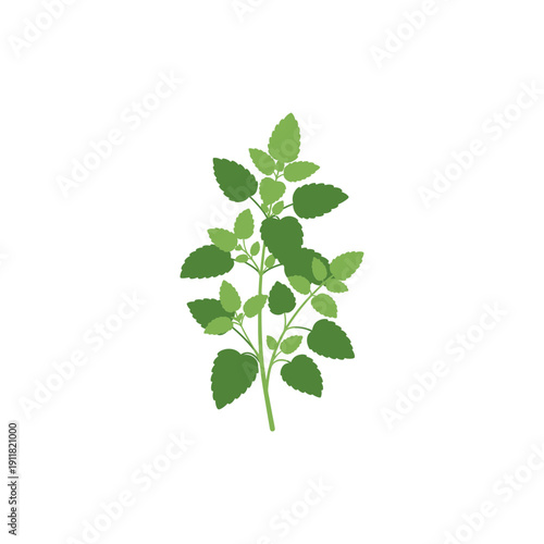 Lemon Balm Herb Flat Illustration with Balanced Plant Silhouette, Botanical Vector Illustration