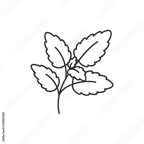 Lemon Balm Herb Flat Icon Gentle Curves Clean Negative Space Botanical 2D Vector Illustration