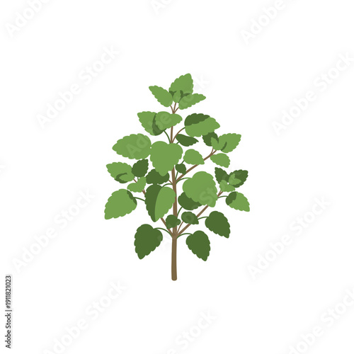 Lemon Balm Herb Flat Illustration with Compact Growth and Dense Foliage, Solid Color Botanical Vector