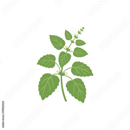 Lemon Balm Herb Flat Illustration with Balanced Composition, Smooth Color Fills, Botanical Vector Design