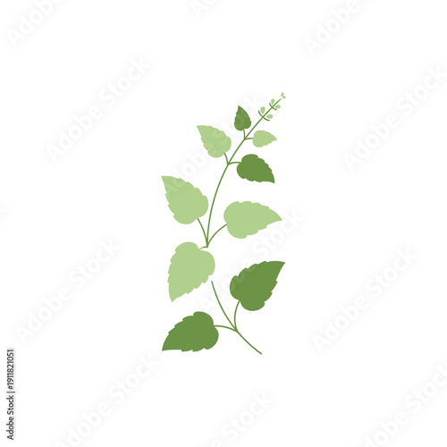 Lemon Balm Herb Flat Illustration with Gentle Plant Flow, Simple Shapes Botanical Vector Design