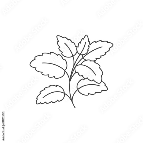 Lemon Balm Herb Flat Illustration Tidy Structure Gentle Curves Vector