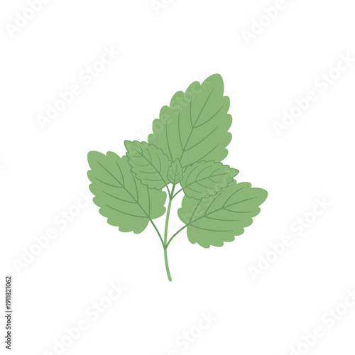Lemon Balm Herb Flat Illustration Soft Green Tones Solid Colors Vector