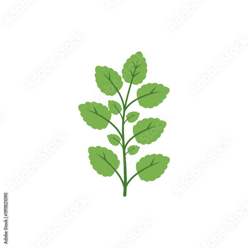 Lemon Balm Herb Icon Clean Flat 2D Plant Form Botanical Vector Illustration