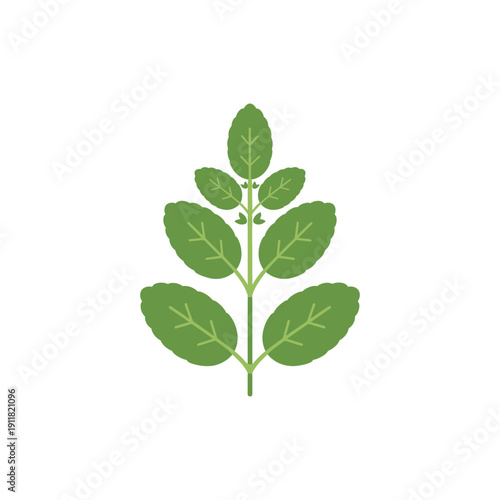 Lemon Balm Herb Flat Illustration Tidy Structure Smooth Shapes Botanical Vector