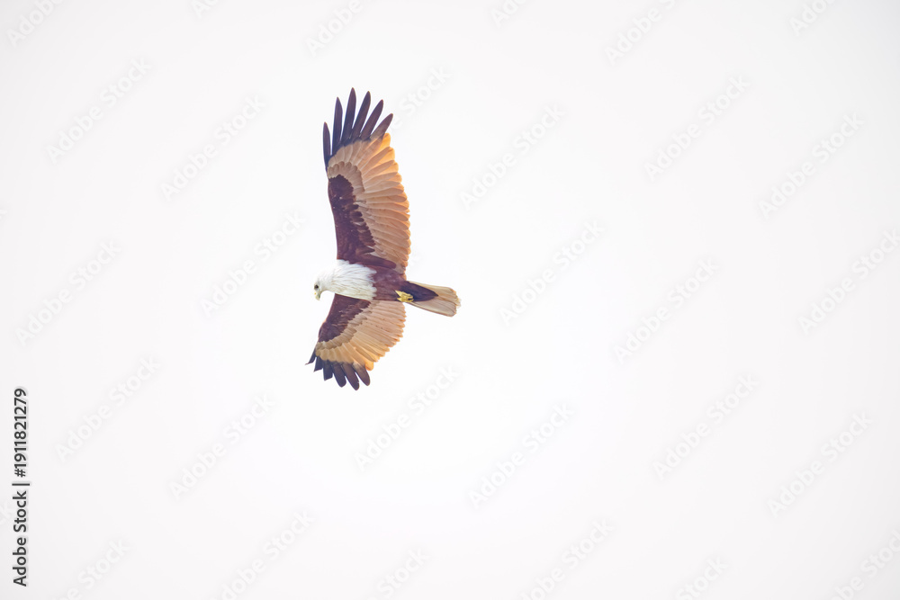 Obraz premium eagle in flight