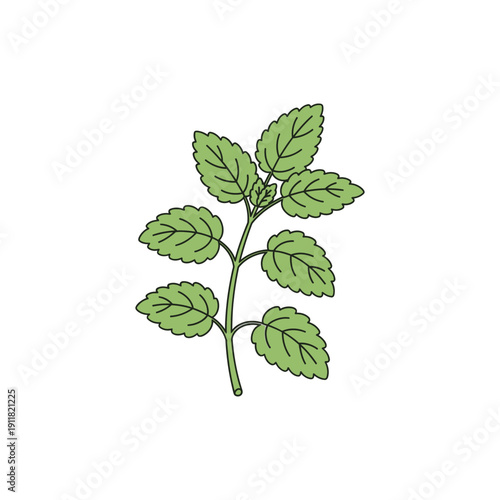 Lemon Balm Herb Icon Showing Elegant Flat 2D Solid Color Botanical Illustration
