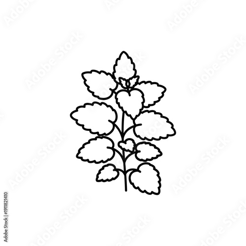 Lemon Balm Plant Flat Design with Rounded Leaves and Minimal Details 2D Botanical Vector Illustration