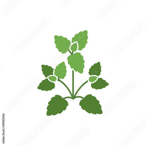 Lemon Balm Plant with Stylized Leaf Edges and Solid Colors, Flat 2D Botanical Illustration