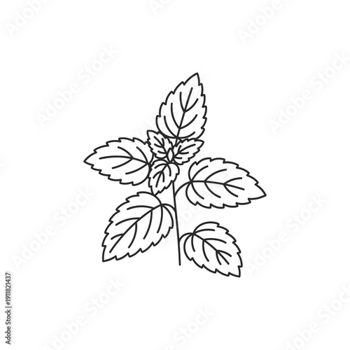 Lemon Balm Plant with Abstract Leaf Geometry and Clean Shapes, Flat 2D Vector Illustration
