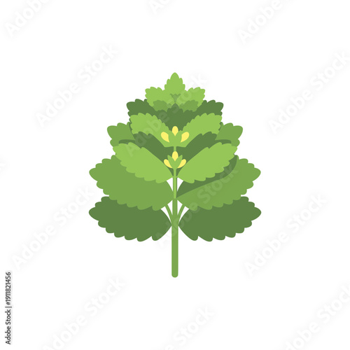 Lemon Balm Plant with Layered Leaves and Smooth Edges, Flat 2D Botanical Vector Illustration