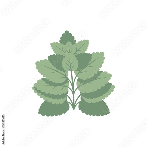 Lemon Balm Plant with Neat Layered Leaves and Soft Color Contrast, Flat 2D Vector Illustration