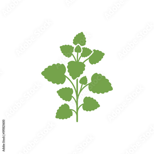 Lemon Balm Plant Compact Flat Herbal Design Botanical 2D Vector Illustration