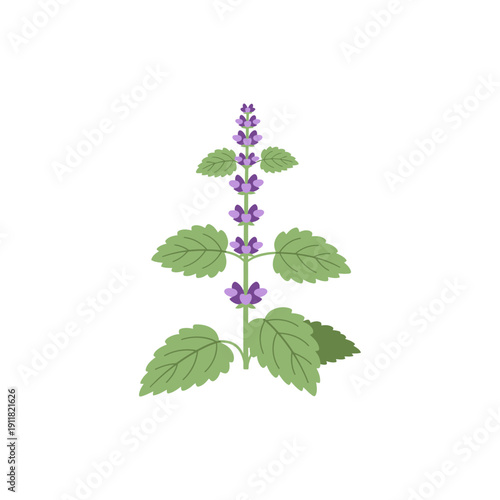 Lemon Balm Plant Compact Flat Illustration Botanical 2D Herbal Vector