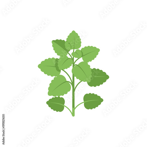 Lemon Balm Plant Icon with Modern Flat Botanical Icon Style Vector Illustration
