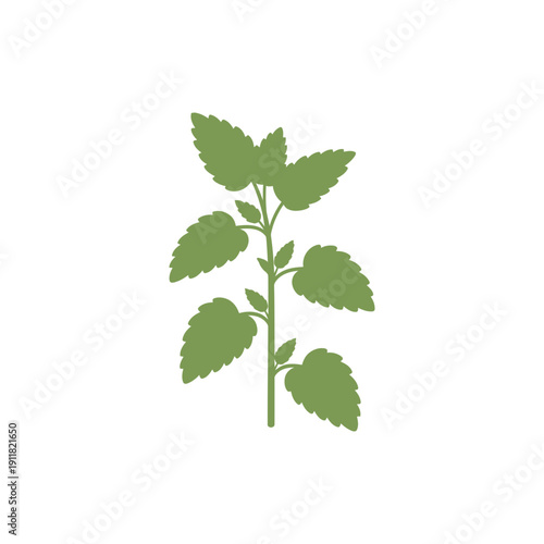 Lemon Balm Plant Icon Featuring Modern Flat Plant Illustration Botanical Vector