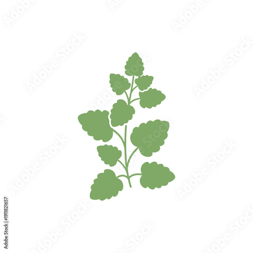 Lemon Balm Plant Icon with Simple Clean Flat Botanical Form Vector Illustration