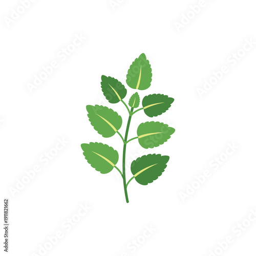 Lemon Balm Plant Icon with Simplified Leaf Anatomy Flat Solid Color Vector Art