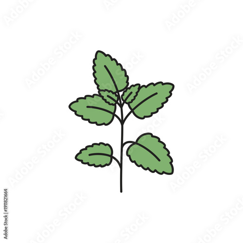 Lemon Balm Plant Minimal Flat Botanical Vector Herbal 2D Illustration