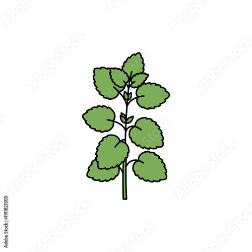 Lemon Balm Plant Icon with Modern Flat Botanical Iconography Herbal Illustration