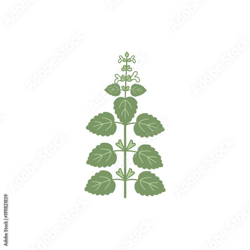 Lemon Balm Plant Icon with Simple Botanical Structure Flat 2D Herbal Illustration