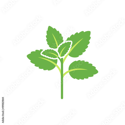 Lemon Balm Plant Icon with Simple Modern Botanical Flat Style Herbal Illustration