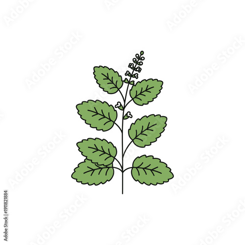 Lemon Balm Plant Icon with Simple Flat Botanical Art Herbal Illustration