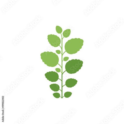 Lemon Balm Plant Illustration with Simple Layered Leaves, Flat 2D Botanical Vector Design