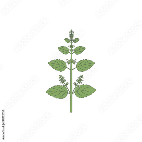 Lemon Balm Plant Simplified Anatomy Flat Botanical Vector Illustration