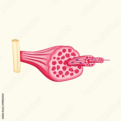 Skeletal muscle fiber anatomy illustration representing muscular system structure for medical and biological education.
