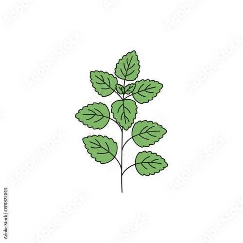 Lemon Balm Plant with Simple Leaf Veins Flat Botanical Vector Illustration