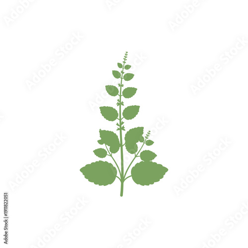 Lemon Balm Plant Stylized Botanical Simplicity Flat Vector Illustration