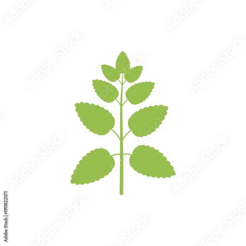 Lemon Balm Plant Tidy Flat Composition Solid Colors Botanical Vector Illustration