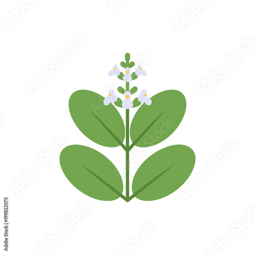 Lemon Balm Plant Stylized Flat Leaves Smooth Edges Flat Botanical Vector