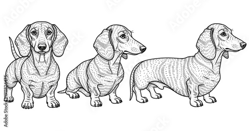 Illustrated dachshund in various poses with detailed line art