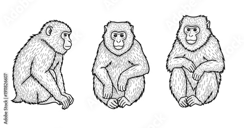 Illustration of three monkeys sitting in various poses with detailed line art