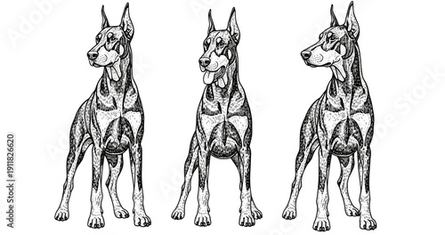 Detailed illustration of three standing dobermans with distinct markings in black and white