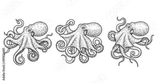 Three intricately detailed octopus illustrations in black and white