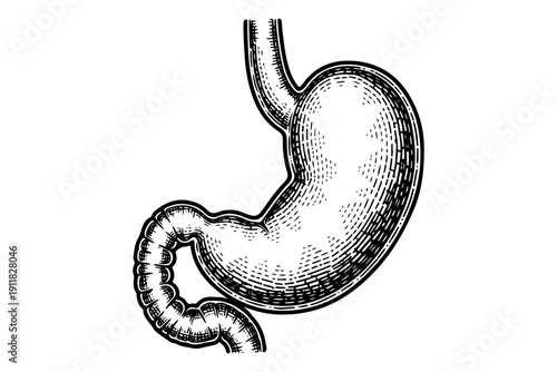 Human stomach engraving, antique anatomical stomach sketch and digestive system illustration in vintage woodcut style isolated
